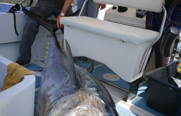 BIG GAME FISHING