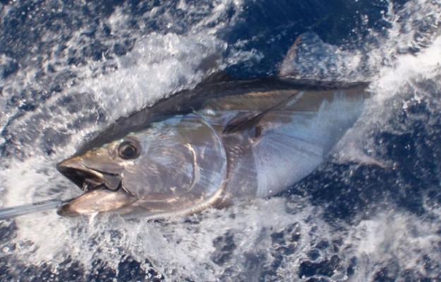 BIG GAME FISHING
