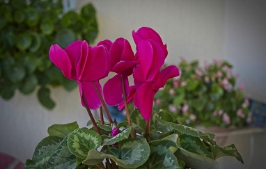 Apartmani Jobe